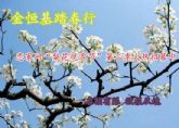 金恒基·鹿城國際攜手戀家網(wǎng)邀您共度魏縣梨花節(jié)