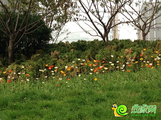 現(xiàn)代奧城部分小區(qū)園林示范區(qū)初步建成