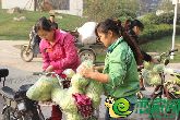 錦繡江南免費領(lǐng)菜啦！業(yè)主們趕快去領(lǐng)吧 僅此一天哦