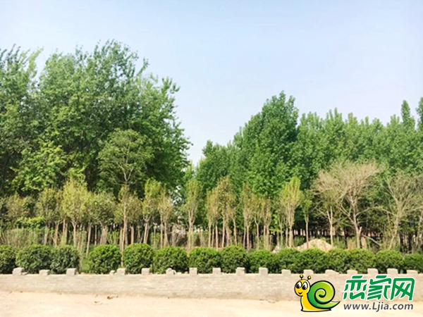 復興區(qū)的生態(tài)屏障
