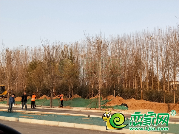 聯(lián)紡路東延綠化