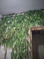 邯山南大街65號(hào)院2室1廳1衛(wèi)