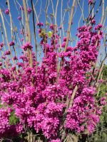 麗都花園小區(qū)