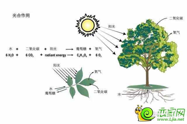 光合作用示意圖