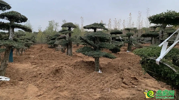 五代住宅千余棵園林珍稀樹種已到，綠化、工程并行