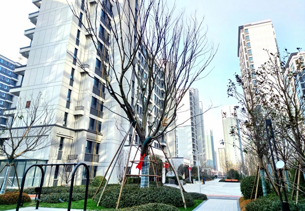 跨越1500里！榮科文苑迎來邯鄲樸樹“樹王”